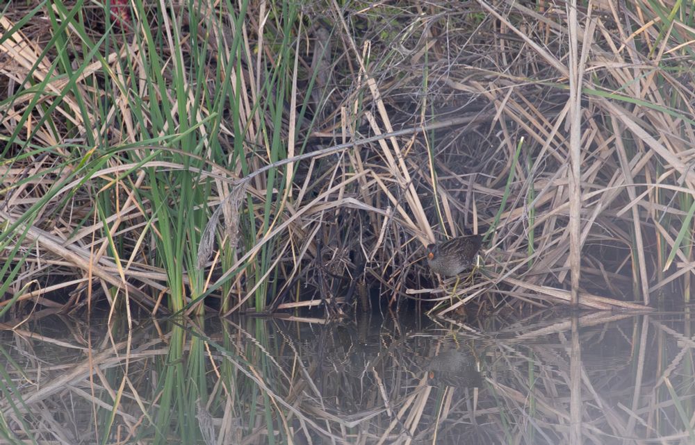 Spotted Crake