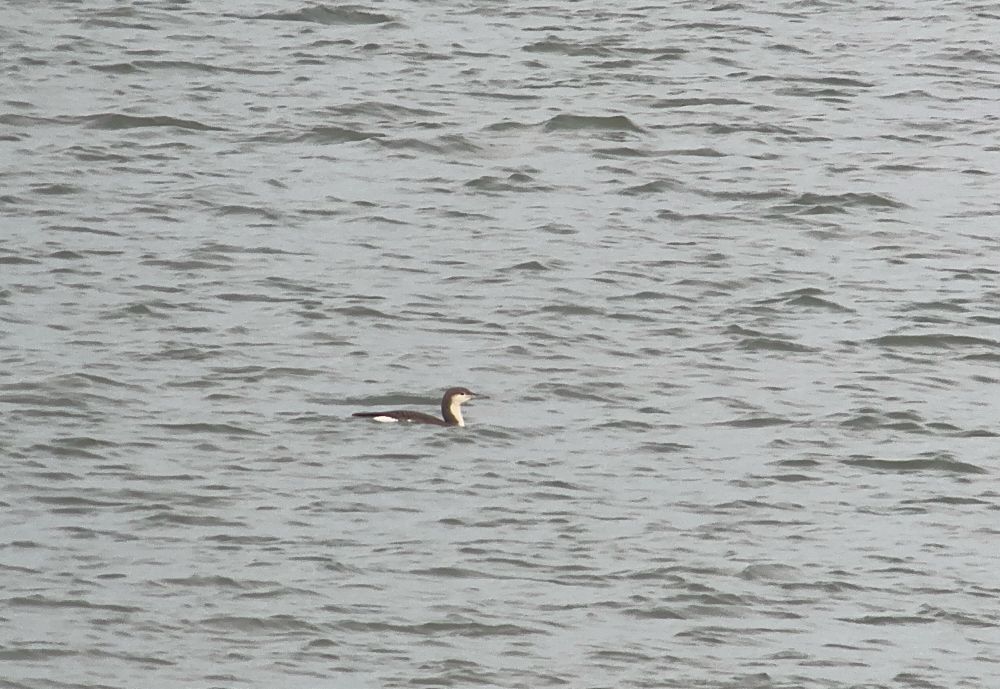 Black-throated Diver - Winterton, 16 Nov