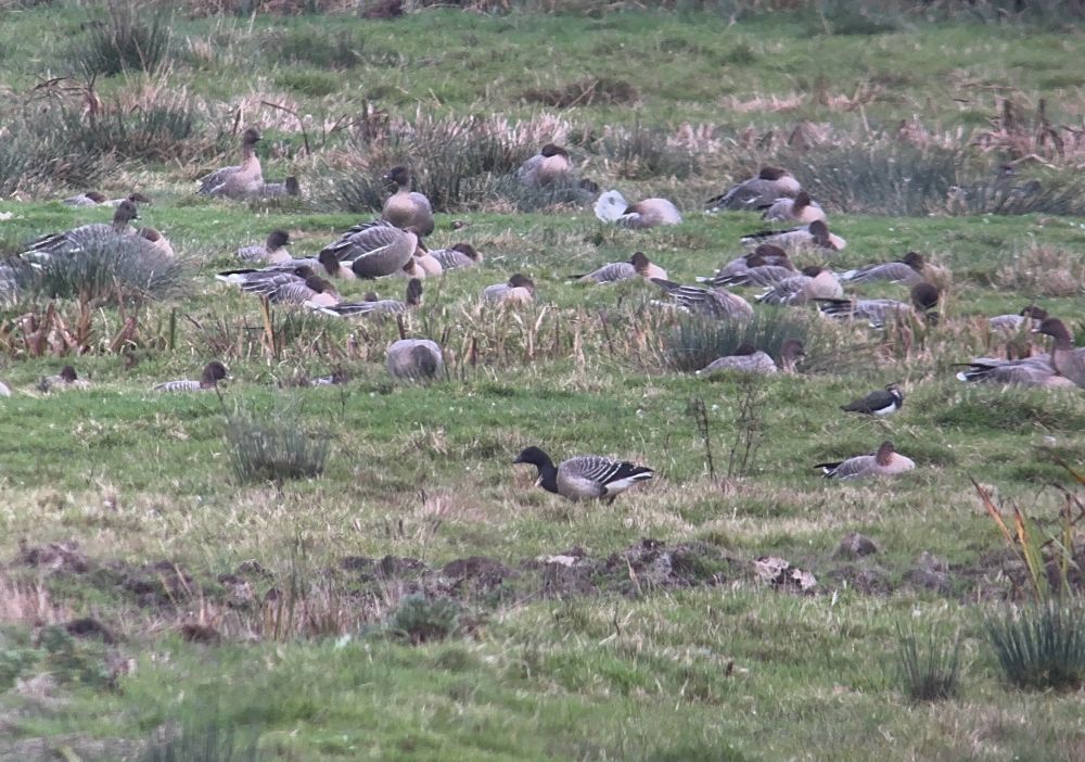 1cy Pale-bellied Brent Goose with Pink-footed Geese - Buckenham, 3 Nov