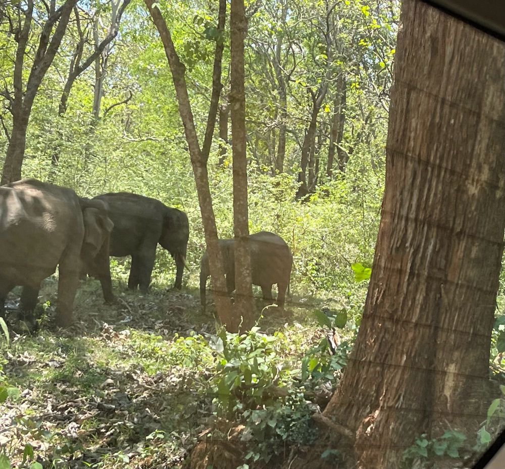 Family of three elephants in a sunny forest seen from a car window