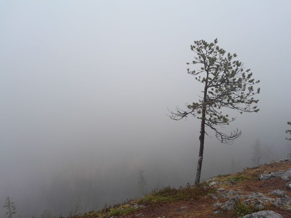 Sumuinen kuva, jossa näkyy yksi mänty.