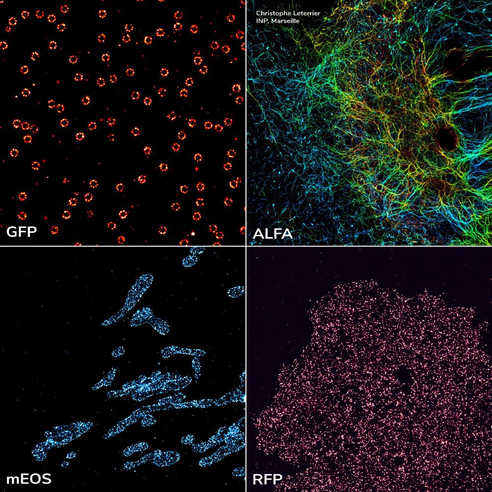 Images created using our DNA-PAINT Kits for GFP, ALFA, mEOS, and RFP protein tag labeling. GFP - Nup96, ALFA - vimentin, mEOS - Tom20, RFP - EGFR. Credit for the beautiful ALFA-tag image goes to the Christophe Leterrier lab.
