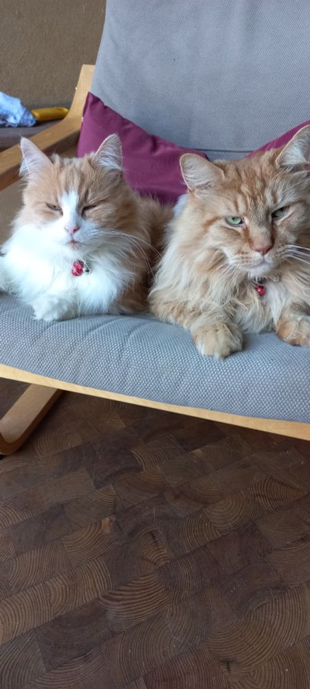 Twee langharige rode katers die tevreden kijkend naast elkaar op n luie stoel liggen