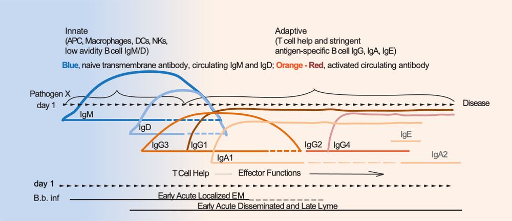 Figure 1 from the paper:  Hypothetical development of anti-B. burgdorferi antibody as Lyme disease progresses from early to late stage. Legend: APC, antigen presenting cell; DC, dendritic cell; NK, natural killer cell; Ig, immunoglobulin; EM, erythema migrans; B. b. inf, Borrelia burgdorferi infection.