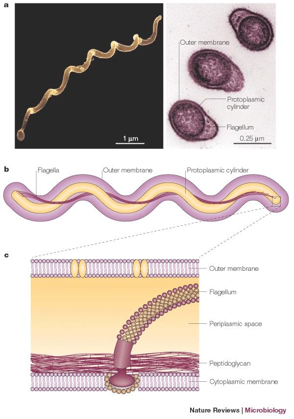 Diagrams of Borrelia burgdorferi flagella, adapted from https://www.nature.com/articles/nrmicro1086
