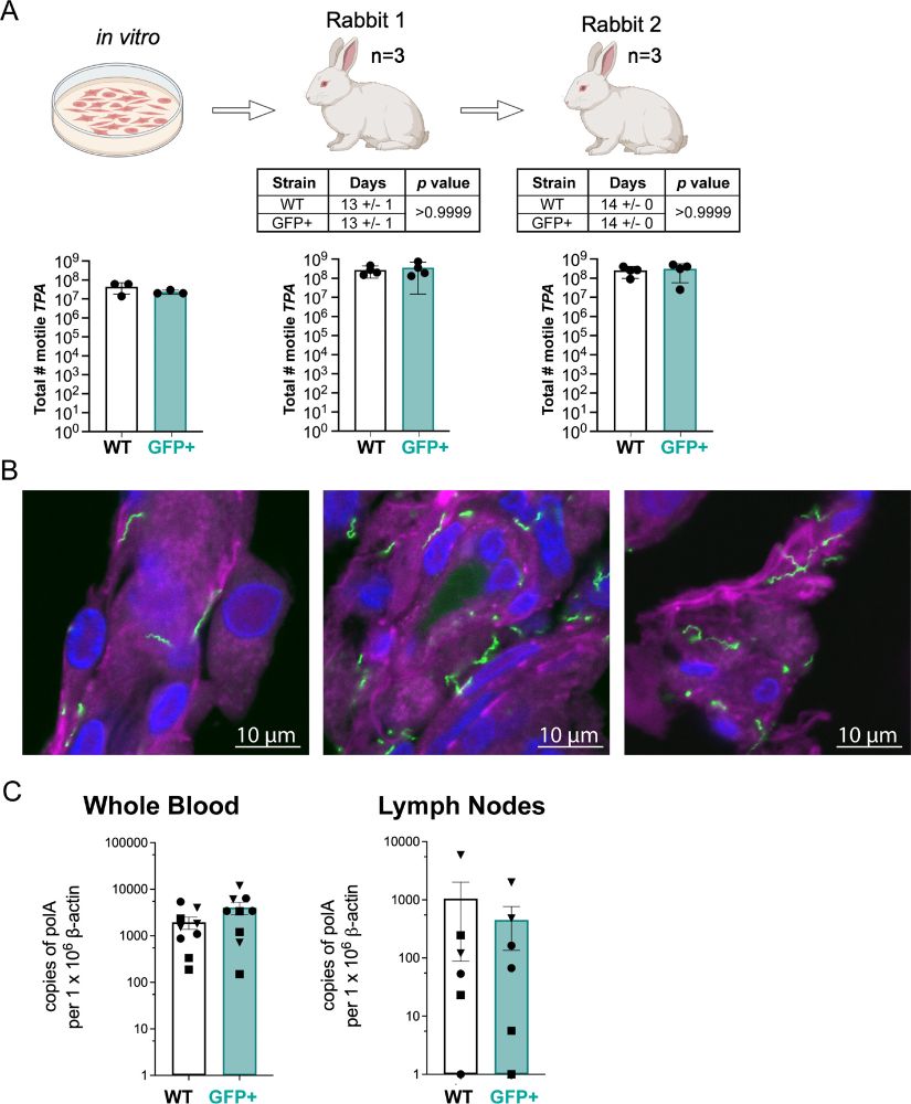 GFP Treponema pallidum in infected rabbit tissues
