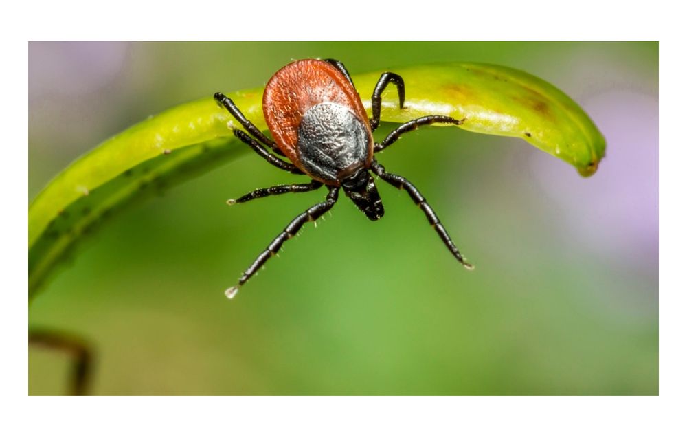 Photograph of an Ixodes scapularis tick