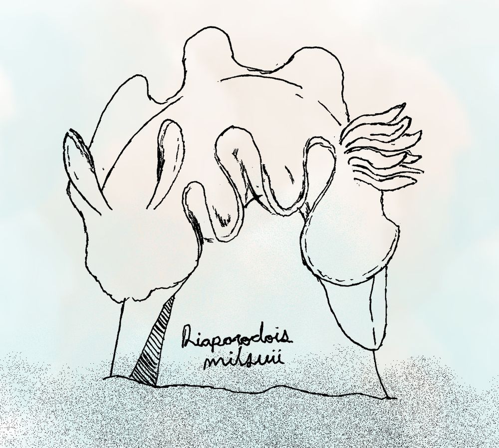 Hand sketch of a Diaphorodoris mitsuii sea slug.
