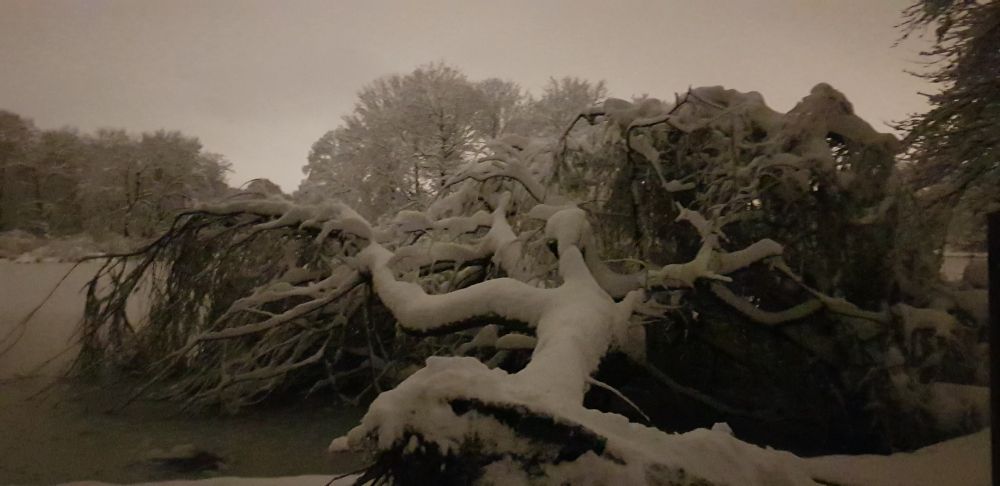 umgestürzter, schneebedeckter Baum