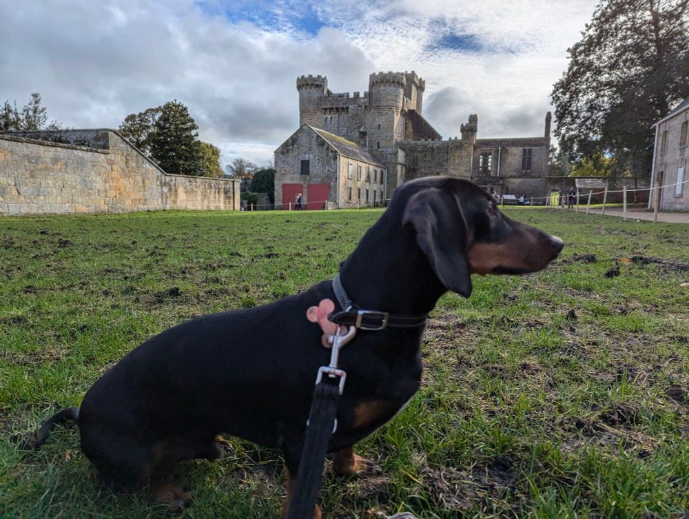 Max, a Black and Tan Dachshund sat on a field in front of a castle .
