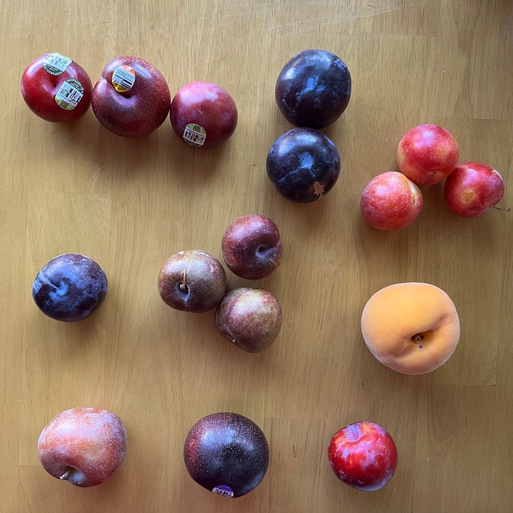 3 rows of stone fruit
Top: red haven pluot, plumsicle plum, black spice plum, 2 plumogrante pluots, 3 cherry plums
Middle: crimson glo pluot, 3 cherry rush pluots, cling yellow peach 
Bottom: samba pluot, black raspberry pluot, Santa Rosa plum