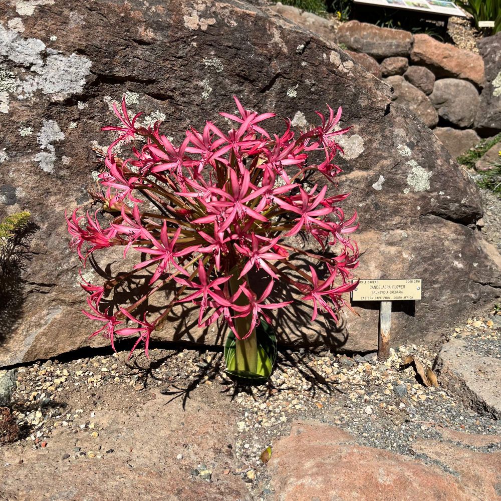 small plant with tons of pink flowers.