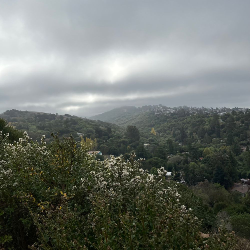 tree filled canyon with a cloudy sky.