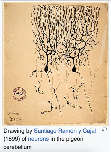 Drawing by Santiago Ramón y Cajal (1899) of neurons in the pigeon cerebellum.