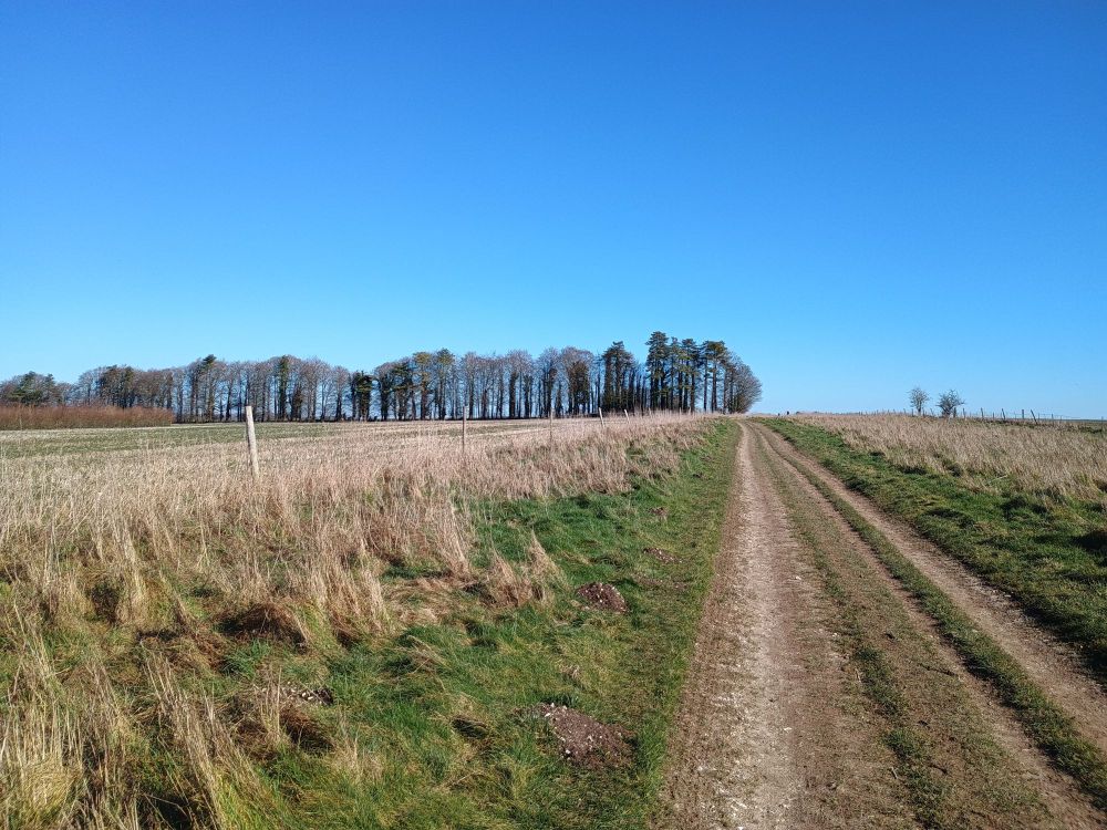 A track stretches to the horizon, field to the left, trees on the skyline with bright blue sky above.
