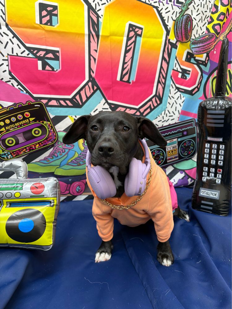Nyx Da Puppy's latest album 