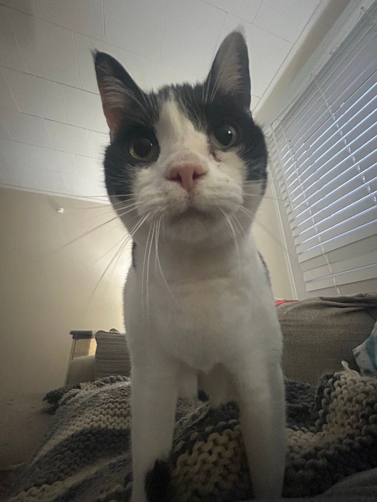 A large black and white male cat making biscuits on a human lying down