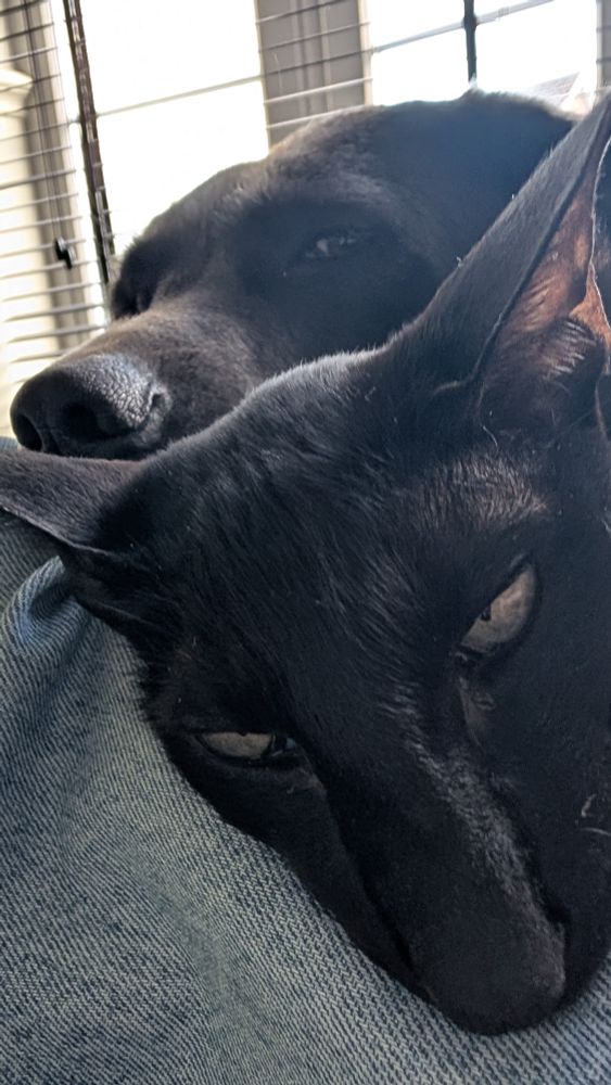 A black oriental shorthair cat with a charcoal Labrador looking over his head at the camera