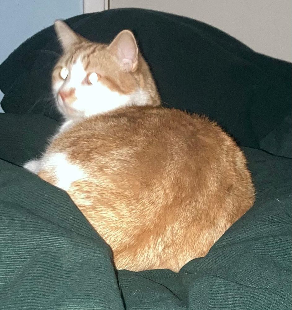 An orange and white cat lying on a duvet. Its eys are reflecting the light and look like two big scary white discs.