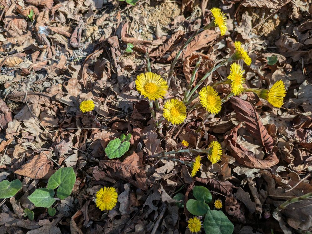 Coltsfoot in spring sunshine at Hanningfield EWT yesterday 