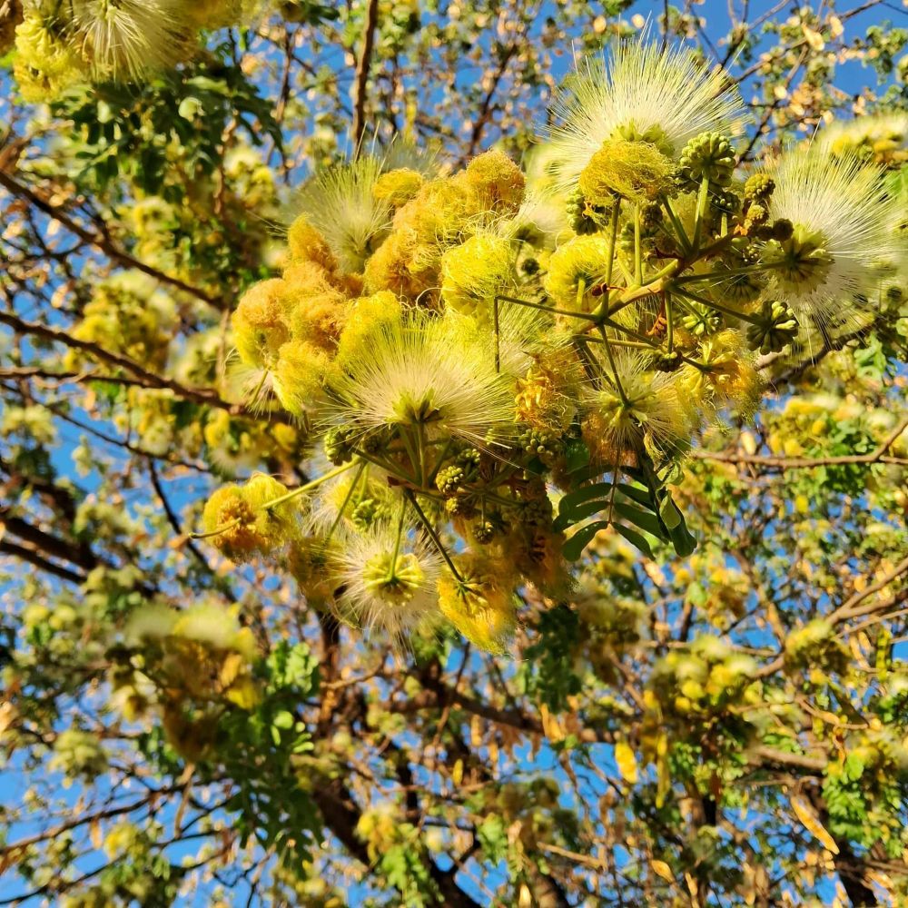 Flores felpudas de uma espécie de Albízia, acho eu.