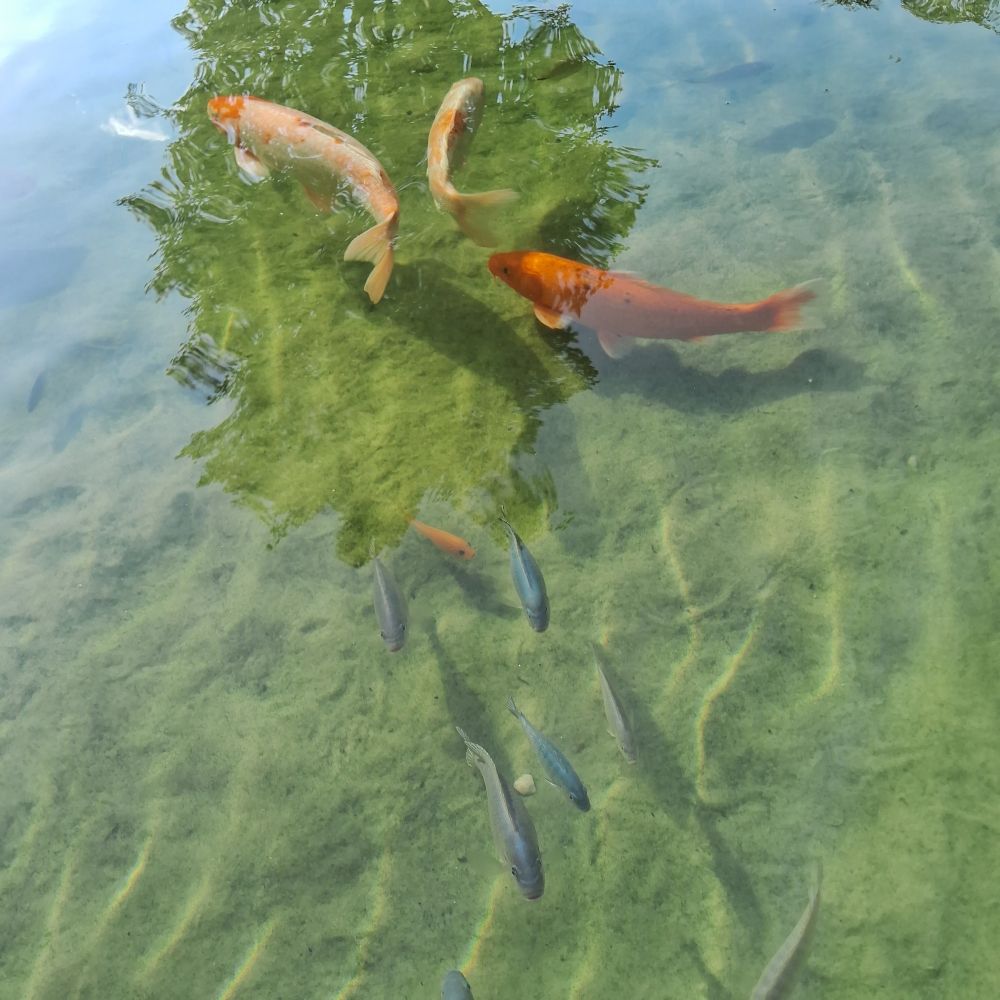 Peixes nadando sob um reflexo de jabuticabeira na superfície da água.
