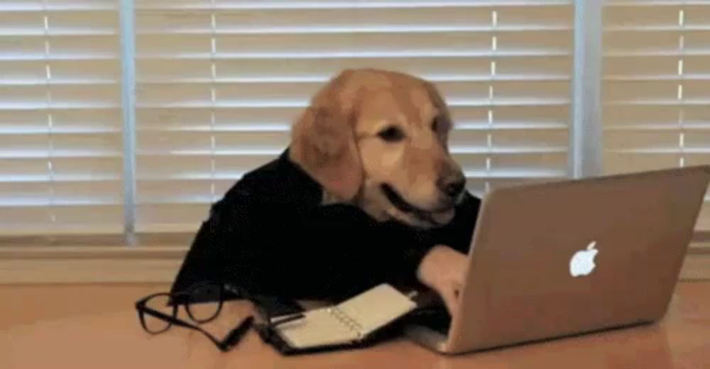 a dog is sitting at a desk with an apple laptop .