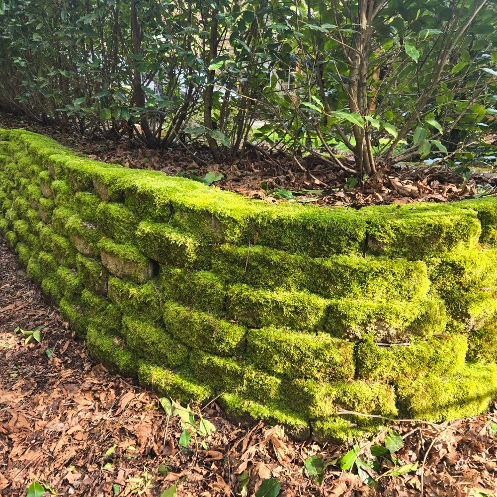 Mossy rock wall