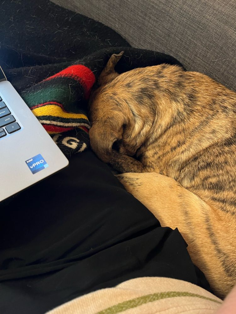 A brown and black brindled dog is curled up next to a leg (which is attached to a lady) with a laptop on it