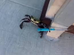 a smol crab holding a smol steak knife