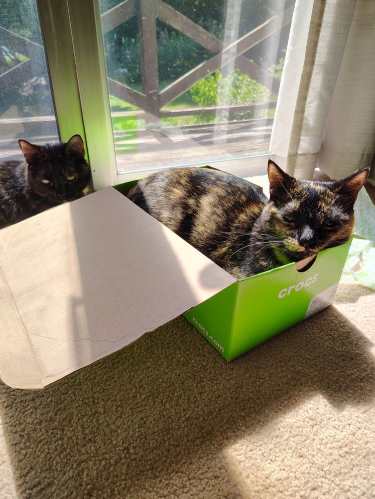 Two tortoise shell cats sitting by a sunny window. One is sitting in a bright green shoebox