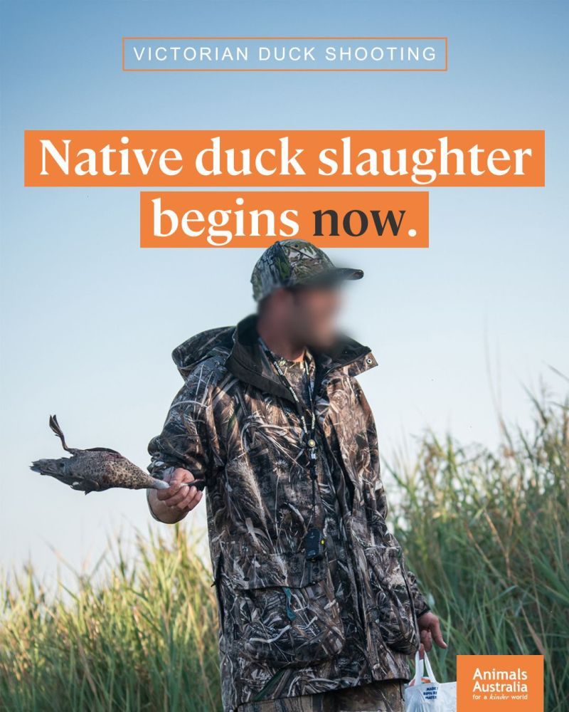 A hunter swings a duck by their neck. Text reads: Native duck slaughter begins now.