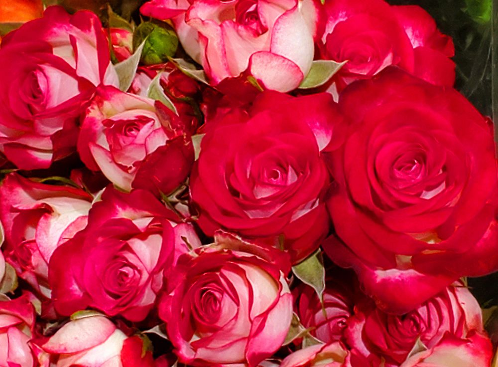 A bouquet of roses with petals that are white on the outside but red on the inside. 