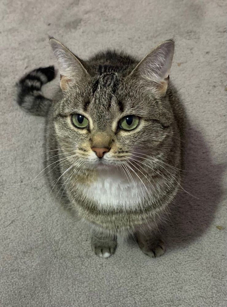 Nina Bean, a small but chonky grey tabby cat with green eyes, sitting at attention with a serious expression as she waits outside the bathroom for her human to emerge safely.