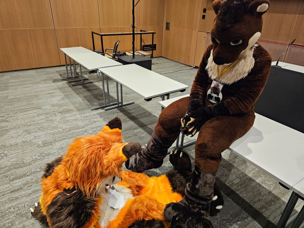 A big brown-and-cream colored Otter Fursuiter named Blackymoon is sitting on a grey office-table inside a convention-center room with grey flooring and several chairs tables lined up in a line next to him. Blackymoon has his webbed handpaws together, resting them on his thighs while his legs & footpaws dangle down from the table, slightly spread out. He is looking down towards the floor. On the floor right in front of the table sits a big, mainly orange Fox-Fursuiter with a white chest+tummy and dark brown highlights on his ears, shoulders, hands and feet. He's sitting inbetween Blackymoons spread legs, looking at Blackymoons footpaws.