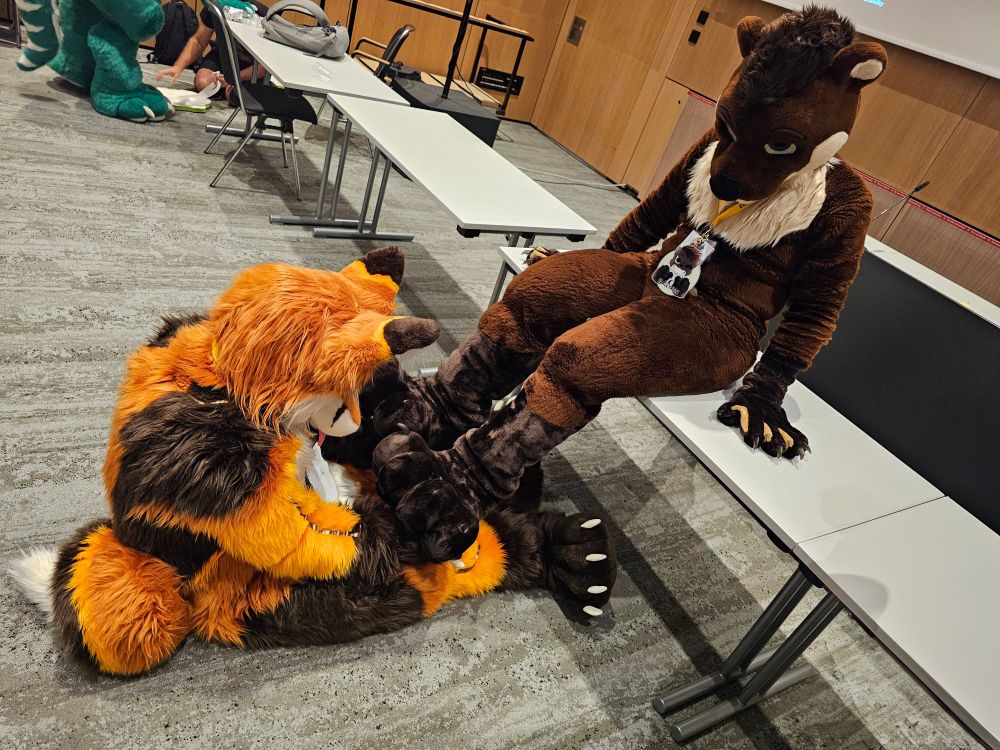 A big brown-and-cream colored Otter Fursuiter named Blackymoon is sitting on a grey office-table inside a convention-center room with grey flooring and several chairs tables lined up in a line next to him. Blackymoon has his webbed handpaws on either side of him on the table, supporting his body slightly while his legs & footpaws dangle down from the table, in this photo his legs are closed together. He is looking down towards the floor. On the floor right in front of the table sits a big, mainly orange Fox-Fursuiter with a white chest+tummy and dark brown highlights on his ears, shoulders, hands and feet. He's sitting right in front of Blackymoons legs & footpaws, which are now resting on the Fox's lap. In this photo he touches and rubs Blackymoons footpaws as well.