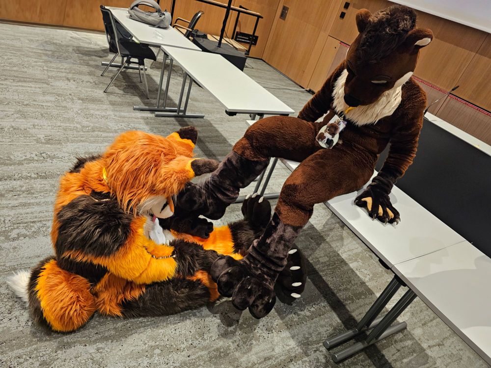 A big brown-and-cream colored Otter Fursuiter named Blackymoon is sitting on a grey office-table inside a convention-center room with grey flooring and several chairs tables lined up in a line next to him. Blackymoon has his webbed handpaws on either side of him on the table, supporting his body slightly while his legs & footpaws dangle down from the table, slightly spread out. He is looking down towards the floor. On the floor right in front of the table sits a big, mainly orange Fox-Fursuiter with a white chest+tummy and dark brown highlights on his ears, shoulders, hands and feet. He's sitting inbetween Blackymoons spread legs, looking at Blackymoons footpaws. In this photo he touches and rubs Blackymoons footpaws.