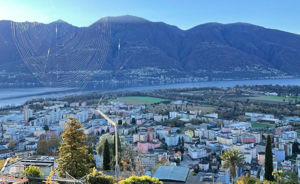 a spider web in a city