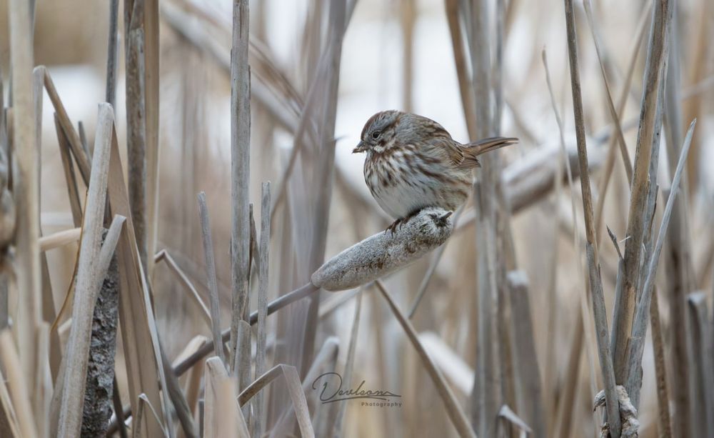 Song Sparrow in reeds