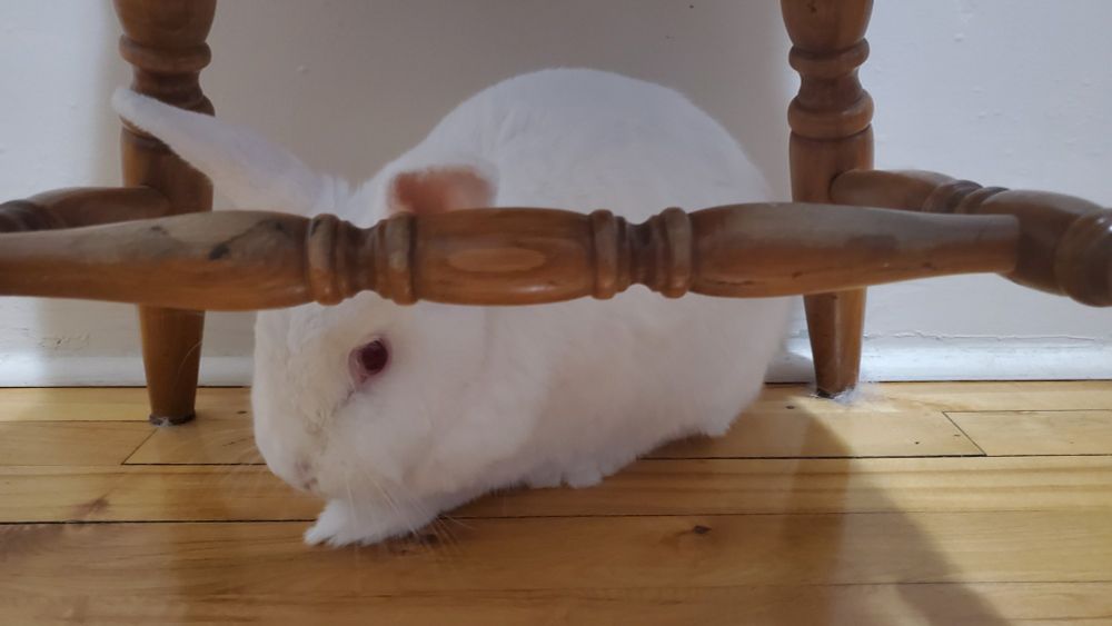 a red-eyed white bunny sitting under a wooden chair