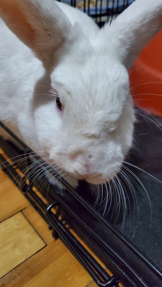 a white bunny looking towards the camera
