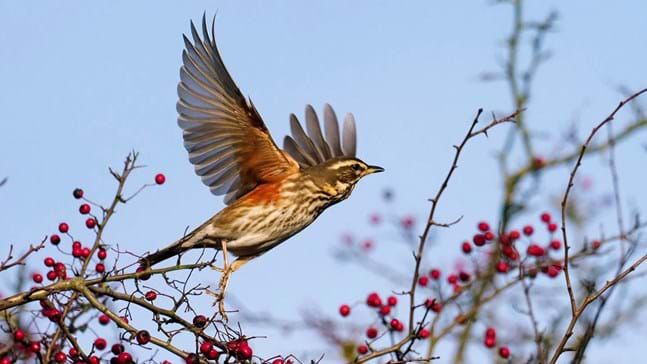 Pic of a redwing taking flight amidst red berried branches 