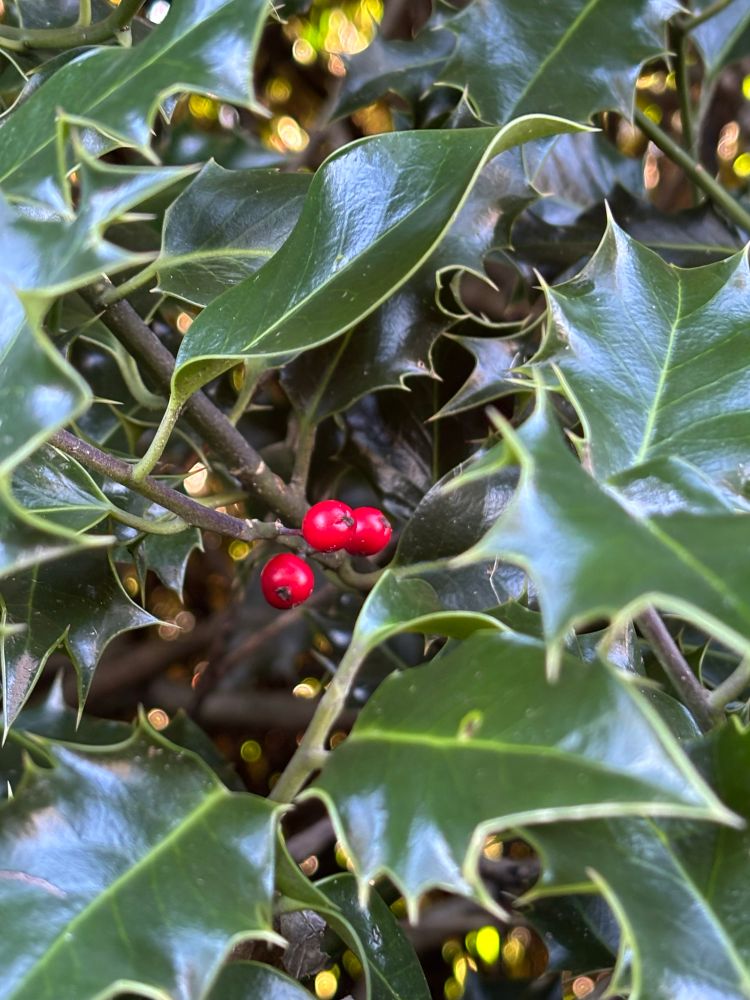 Red holly berries and deep green holly leaves 