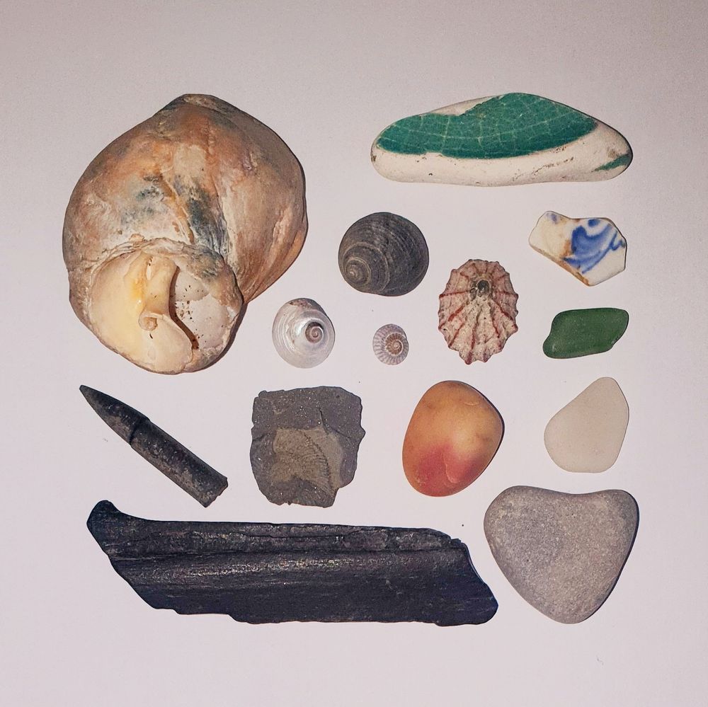 Picture shows an arrangement of items,  including shells, sea glass and fossils.
