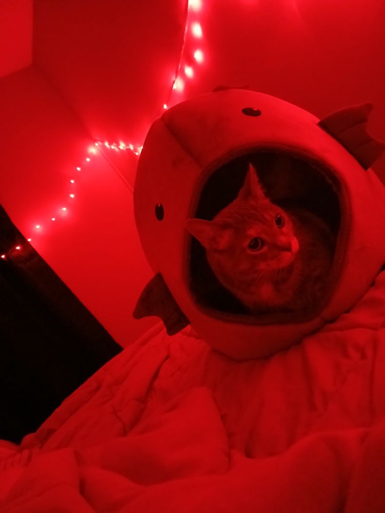 A tilted pic of my cat peeking her head out of a cat bed that looks like a fish.