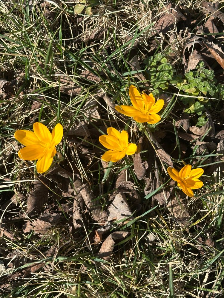 Four winter daffodils low to the ground and in full bloom with a vibrant yellowy orange hue