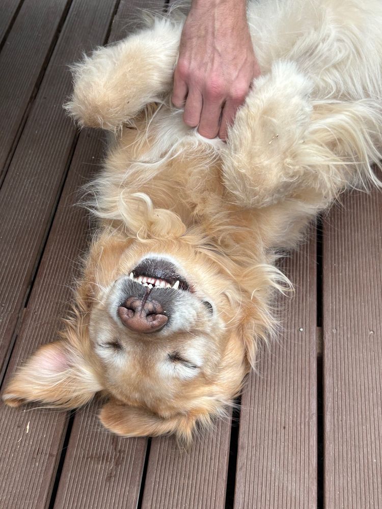 Retriever grinning having a belly scratch