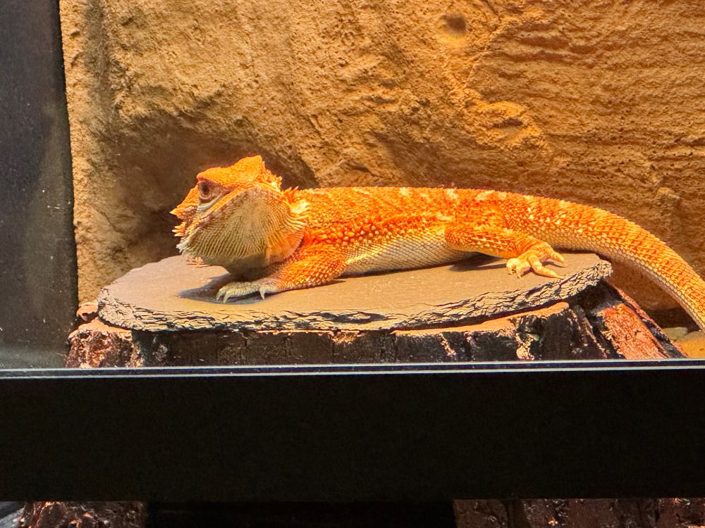 Bearded dragon