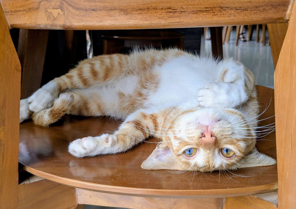Orange striped cat laying upside down on a wooden chair with one paw on her neck. One eye is yellow with a little blue and the other is blue with a little yellow. One fang is sticking out