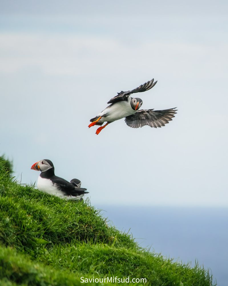 Puffins sitting on grass and puffin landing on grass